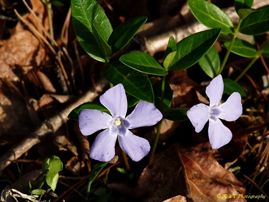 {Vinca minor}